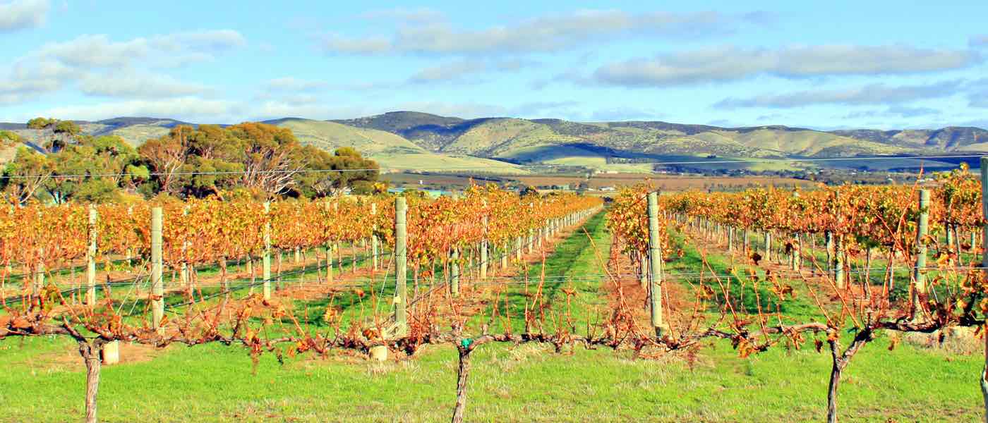 Vines Aldinga